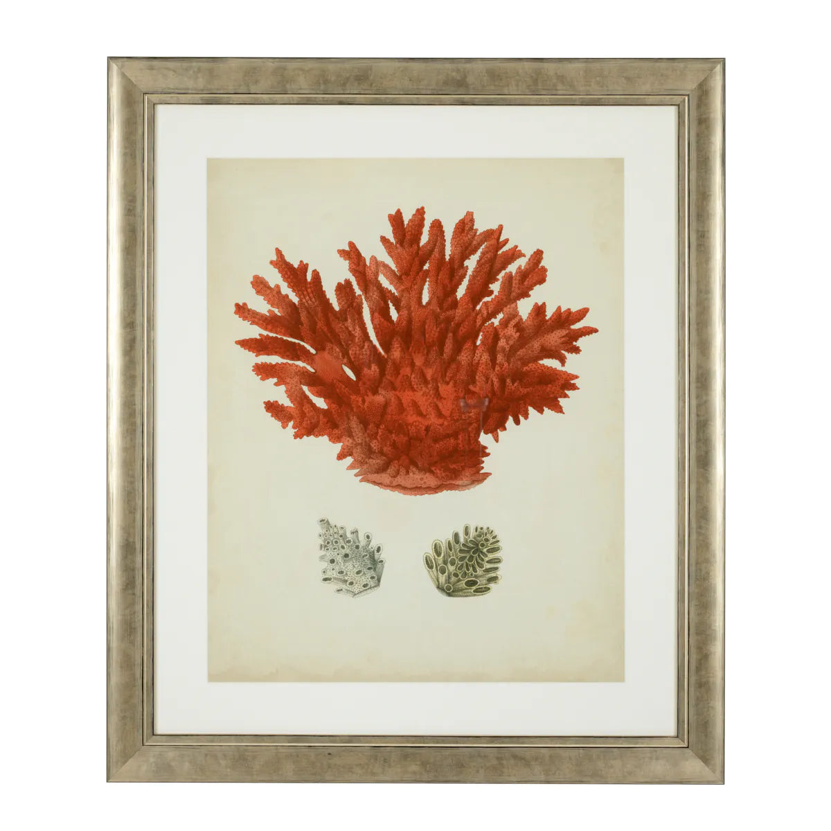 Prints Antique red corals set of 6