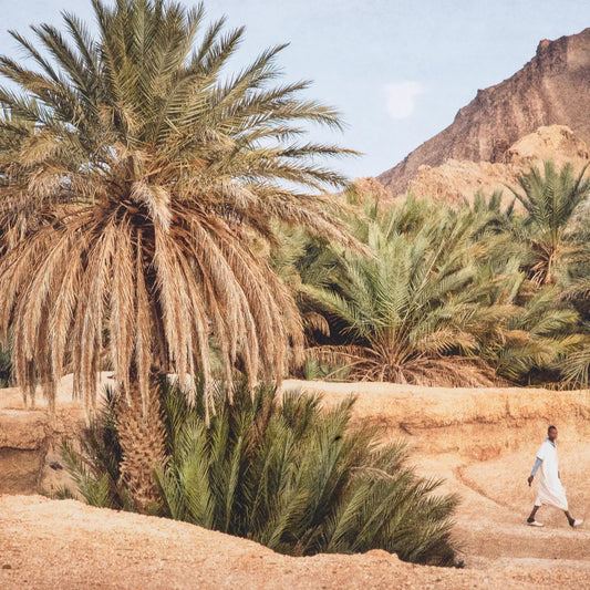 Print Marta Rossignol - Moroccan Oasis