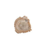Petrified Wood 8"-10" Cheese Board