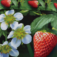 BDS Nature Duvet Cover Set, Twin Bedding, Dolce Mela - Strawberry