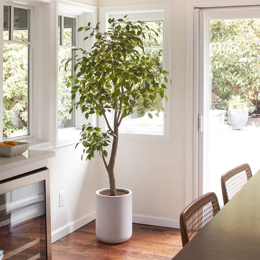 CG Hunter Artificial Ficus Tree with Artisan Planter