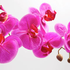 CG Hunter Artificial Pink Double Stem Orchid