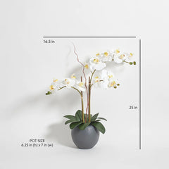 CG Hunter Artificial White Double Stem Orchid