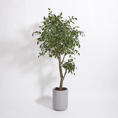 CG Hunter Artificial Ficus Tree with Artisan Planter