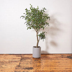 CG Hunter Artificial Ficus Tree with Artisan Planter