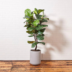 CG Hunter Artificial Fiddle Leaf Fig Tree with Artisan Planter