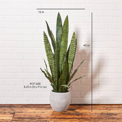 CG Hunter Artificial Snake Plant with Artisan Planter