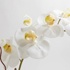 CG Hunter Artificial White Double Stem Orchid