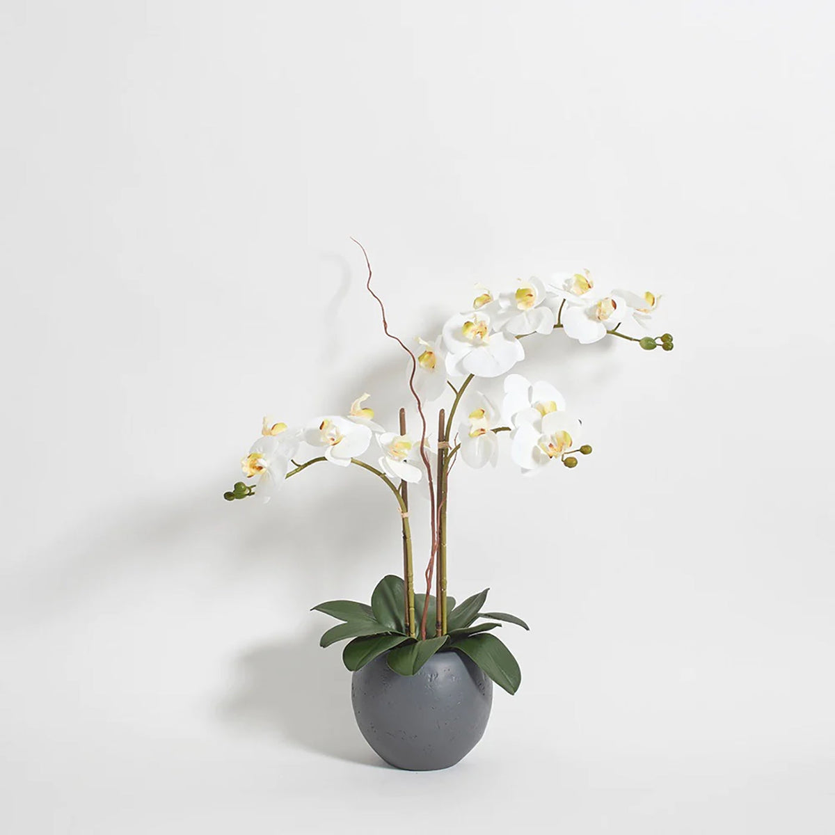 CG Hunter Artificial White Double Stem Orchid