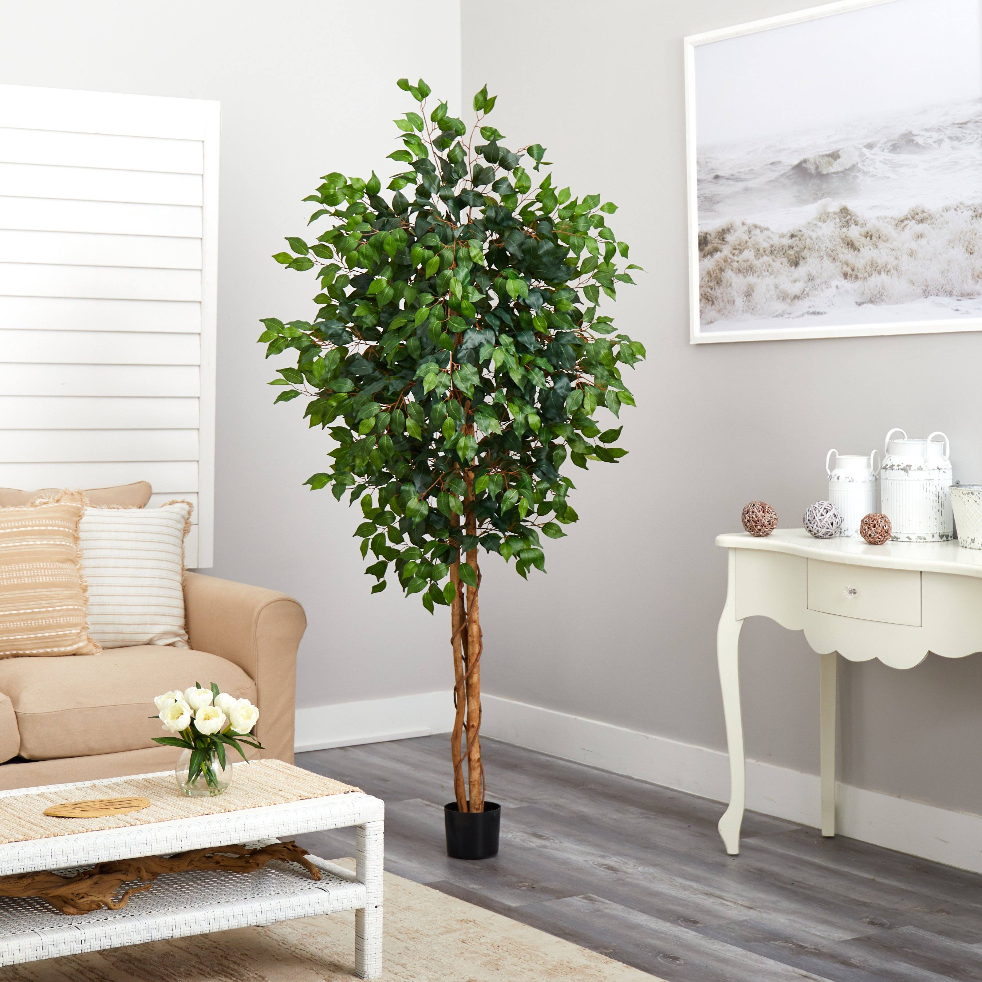 6' Ficus Silk Tree