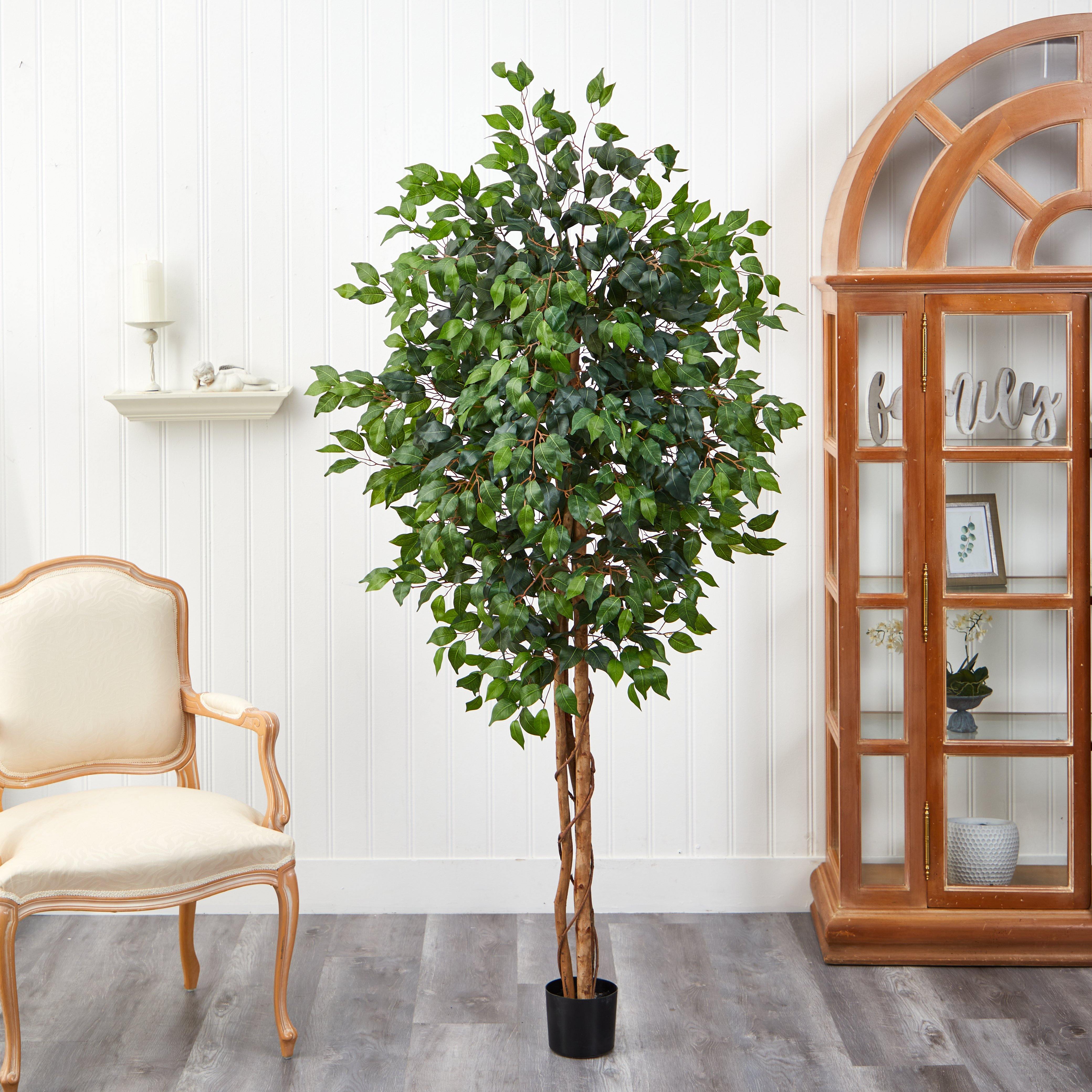 6' Ficus Silk Tree