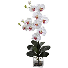 Double Giant Phalaenopsis w/Vase