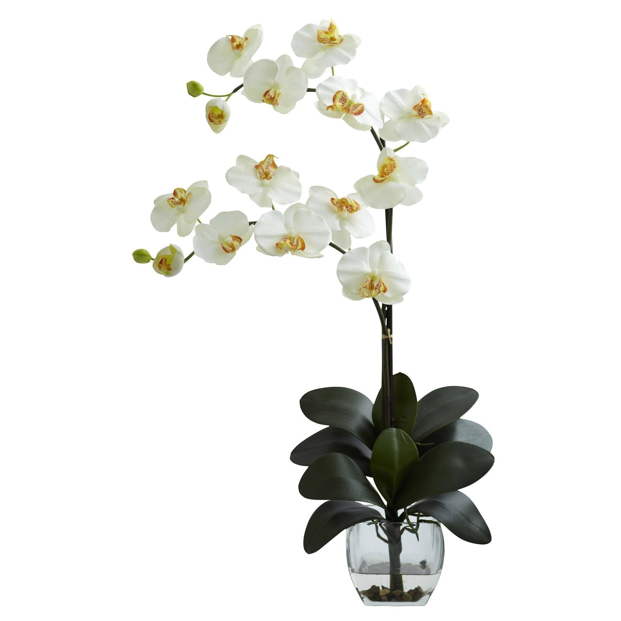 Double Phal Orchid w/Vase Arrangement