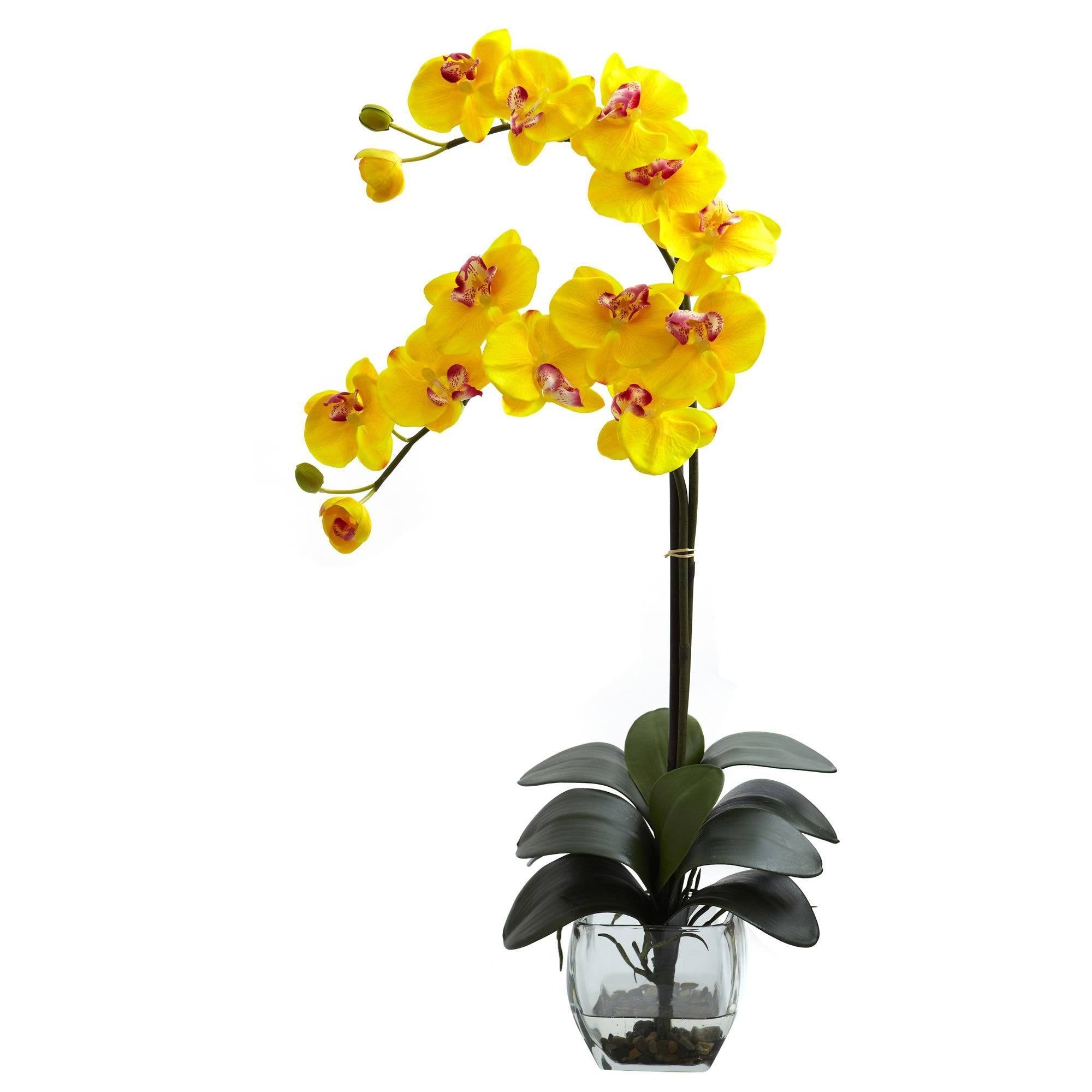 Double Phal Orchid w/Vase Arrangement