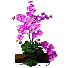 Phalaenopsis Stem (Set of 12)