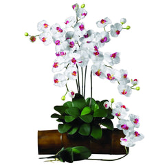 Phalaenopsis Stem (Set of 12)