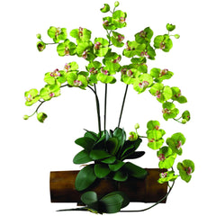 Phalaenopsis Stem (Set of 12)