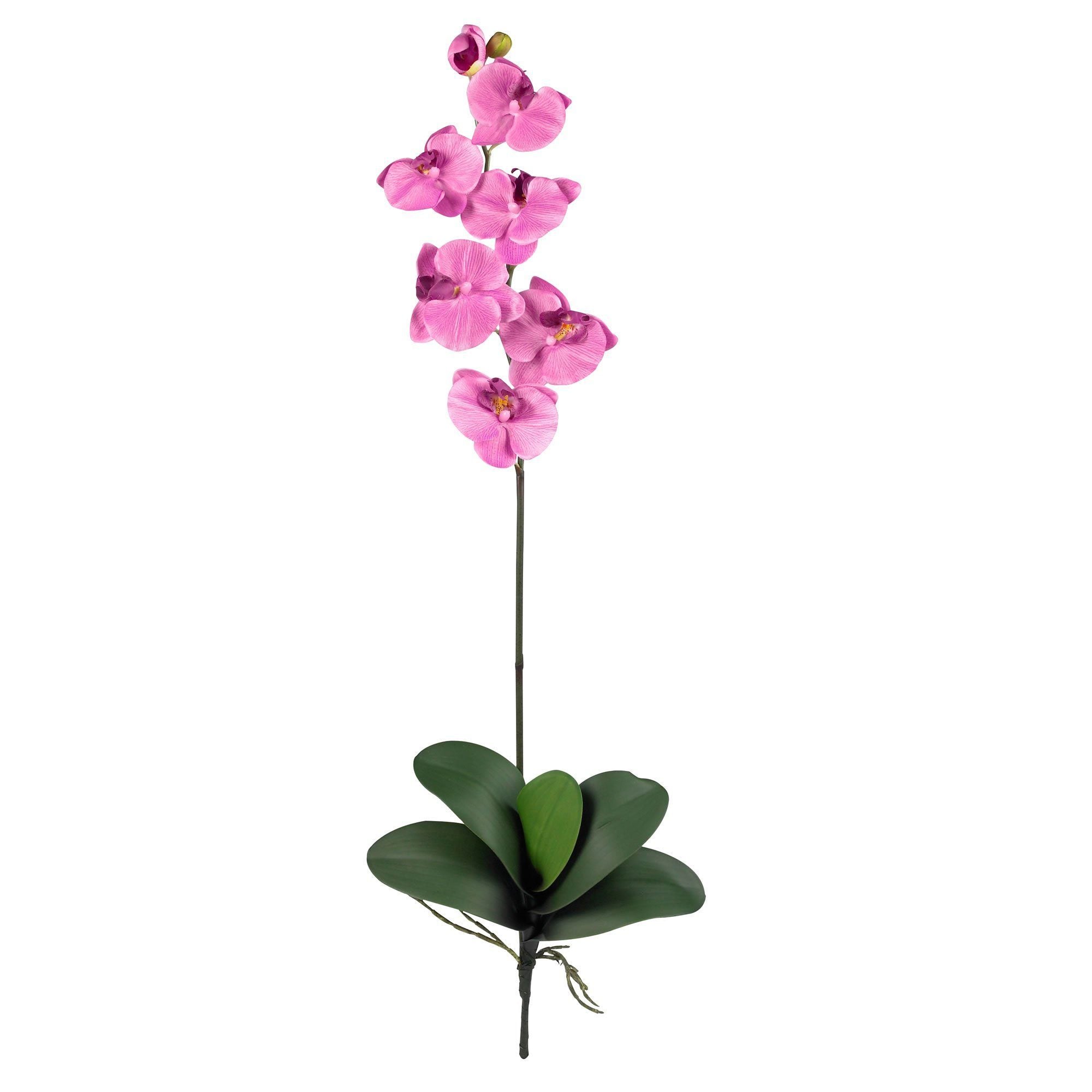 Phalaenopsis Stem (Set of 12)