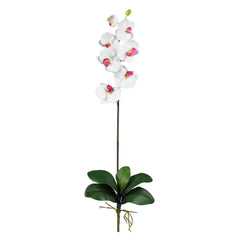 Phalaenopsis Stem (Set of 12)