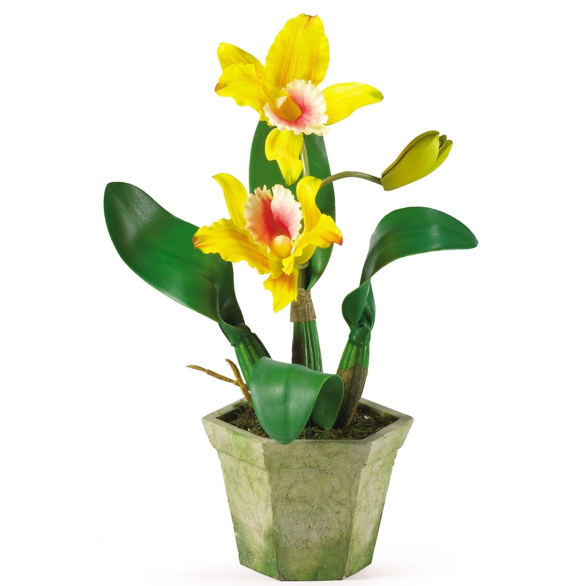 Potted Orchid Mix (Set of 3)