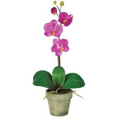 Potted Orchid Mix (Set of 3)