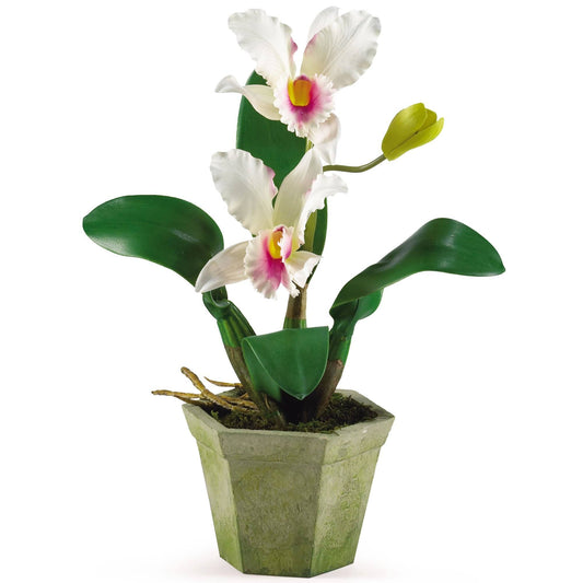 Potted Orchid Mix (Set of 3)