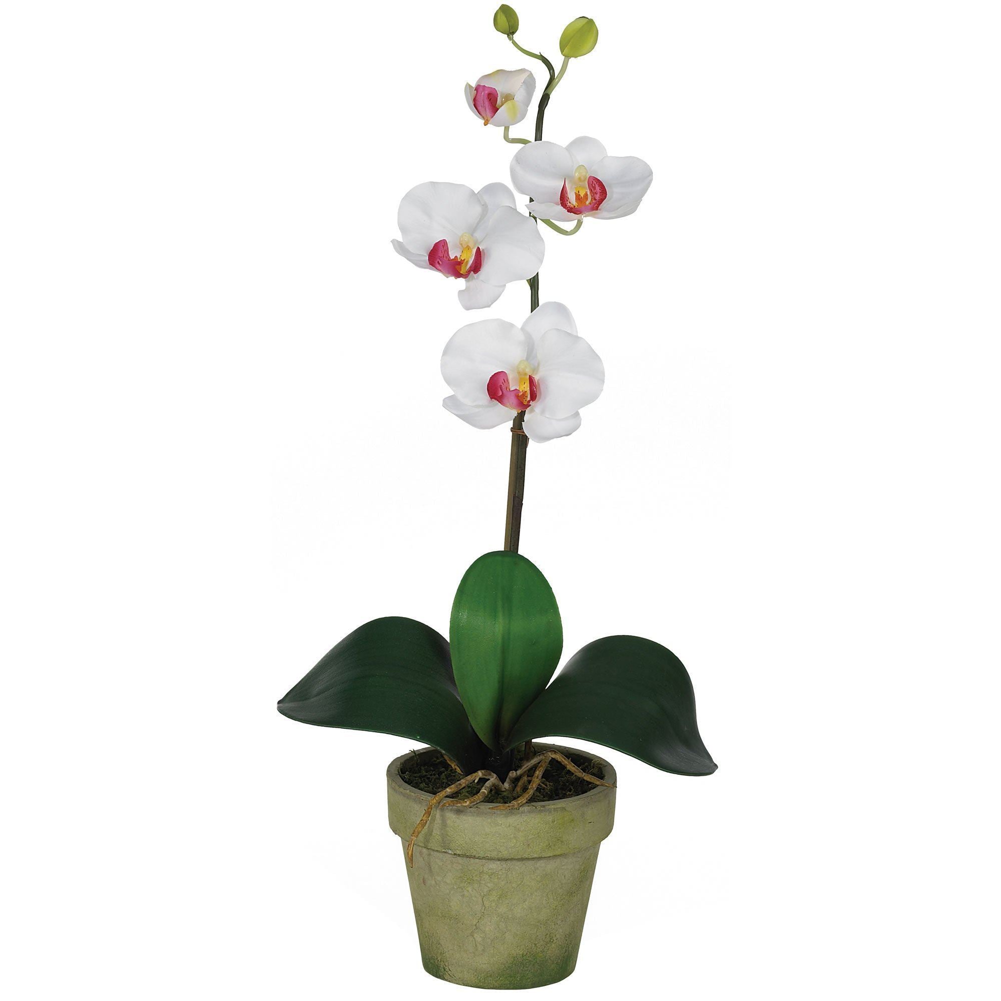 Potted Orchid Mix (Set of 3)