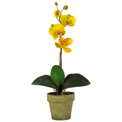 Potted Orchid Mix (Set of 3)