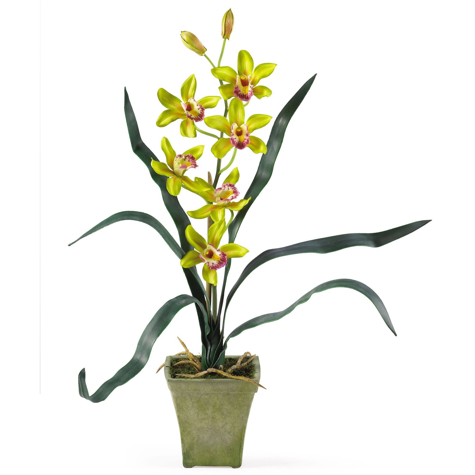 Potted Orchid Mix (Set of 3)