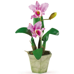 Potted Orchid Mix (Set of 3)