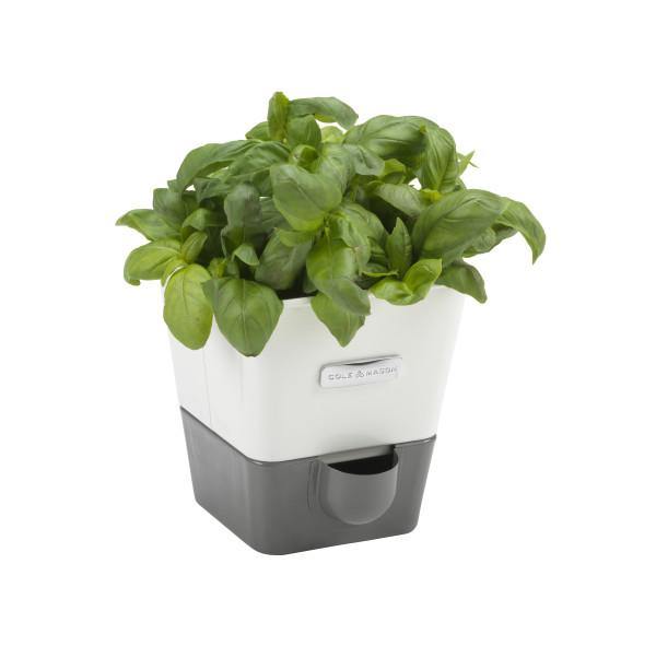 Cole & Mason Self-Watering Potted Herb Keeper