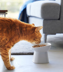 Pet Bowls & Feeders